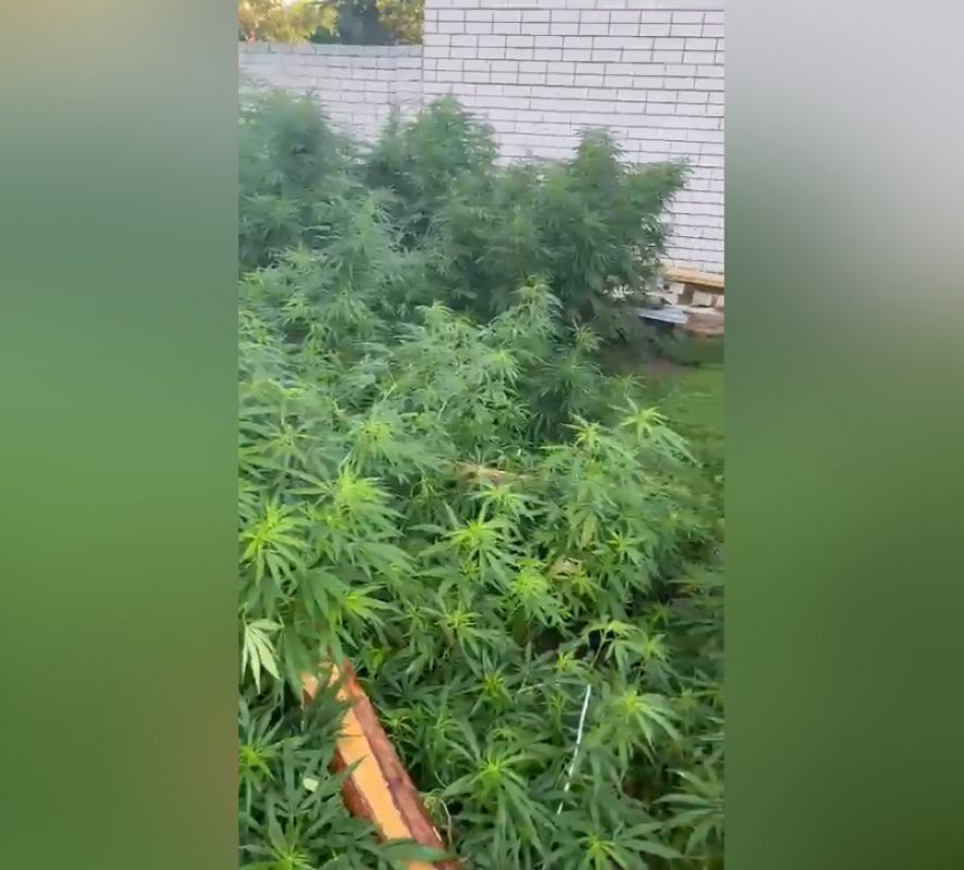 Конопля видео собираем урожай тату марихуаной