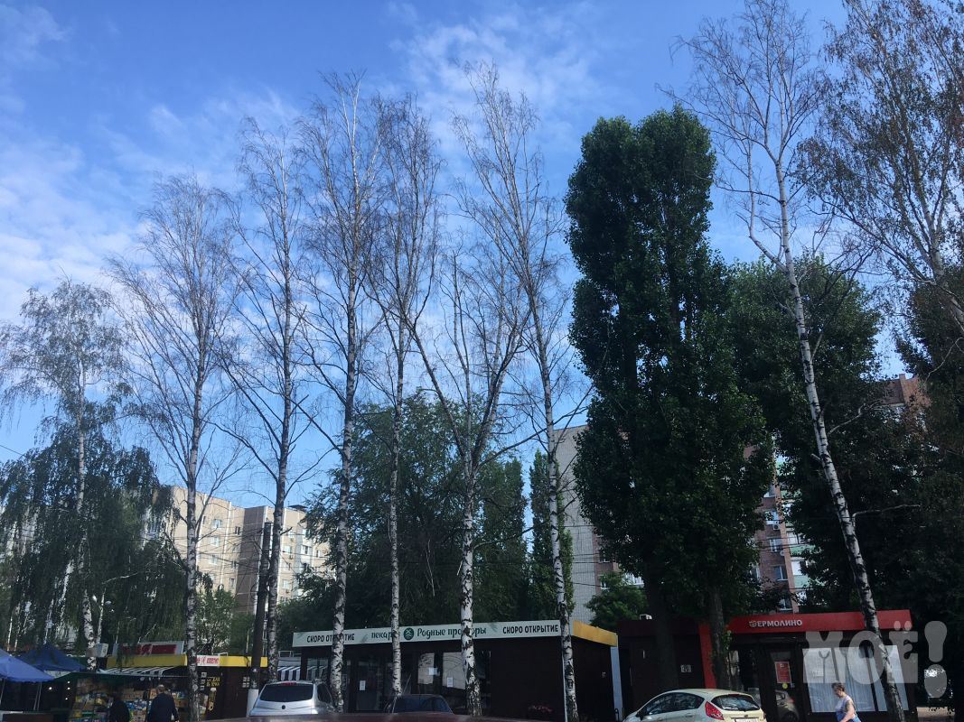 «Ваши ставки, какая будет траектория падения?» Над остановкой в Воронеже нависли сухие деревья