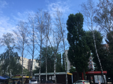 «Ваши ставки, какая будет траектория падения?» Над остановкой в Воронеже нависли сухие деревья