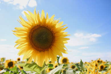 Прогноз погоды в Воронеже на воскресенье, 7 августа