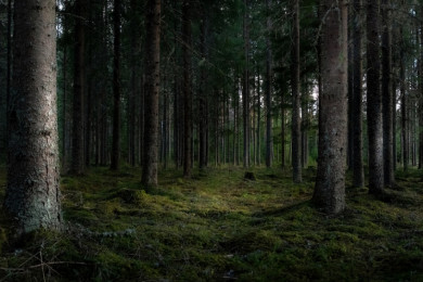 Пропавшая из санатория жительница Воронежа найдена в лесу