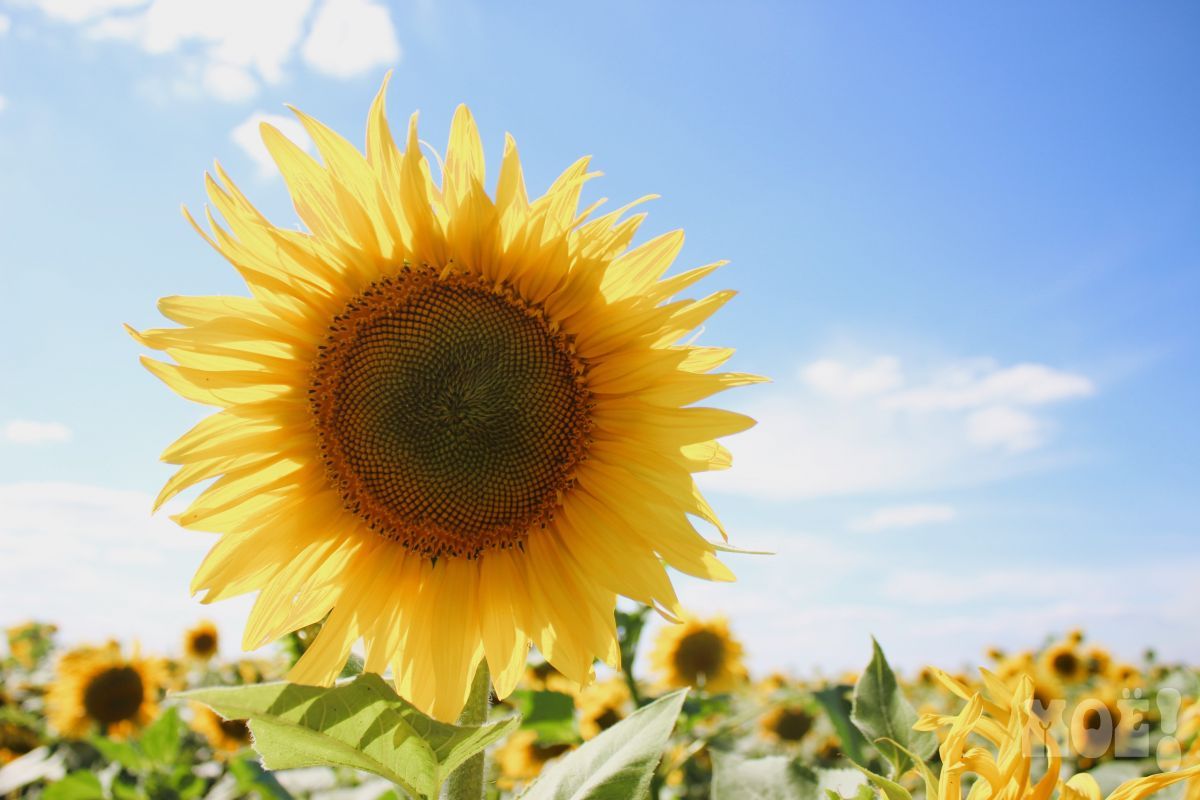 Прогноз погоды в Воронеже на понедельник, 15 августа