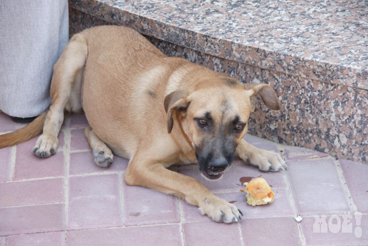«В жутких мучениях умерли 12 собак»: в воронежском микрорайоне разбросали отравленную еду