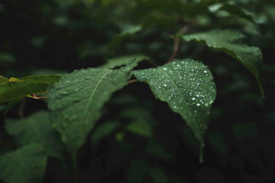 Прогноз погоды в Воронеже на субботу, 20 августа