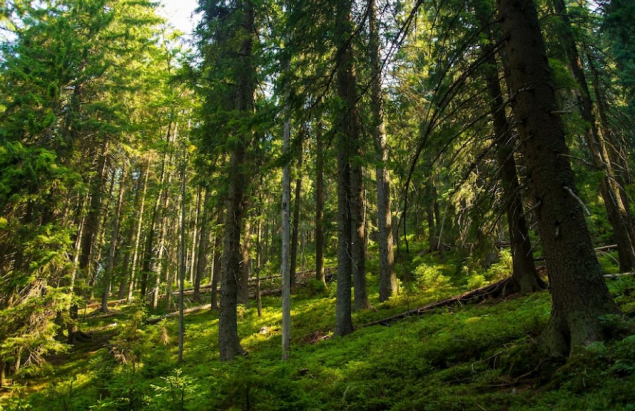 Заповедник в&nbsp;Воронежской области продлил ограничения на&nbsp;посещение экскурсий