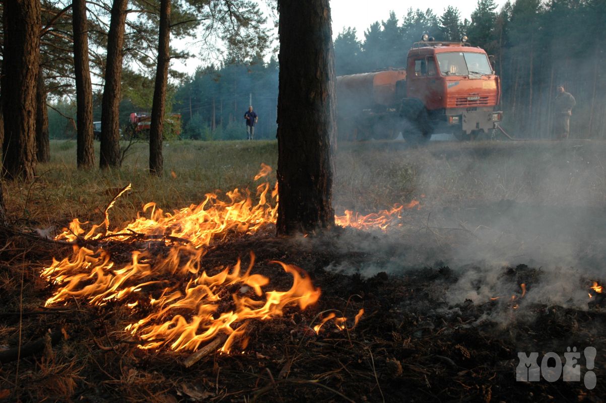 Воронежцам объяснили, почему нельзя заезжать в лес на автомобилях