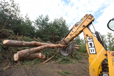 Жители воронежского села пожаловались на вырубку соснового леса