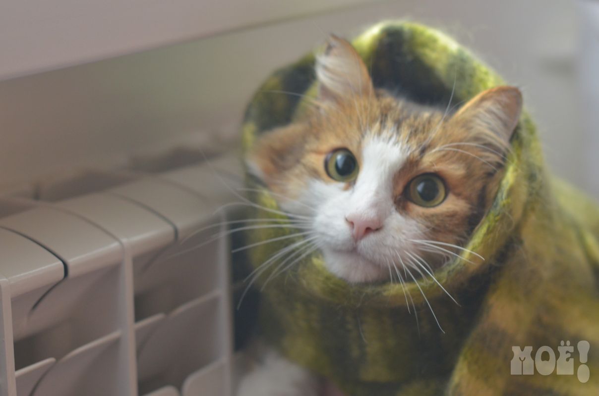 В Воронежской области начали включать отопление