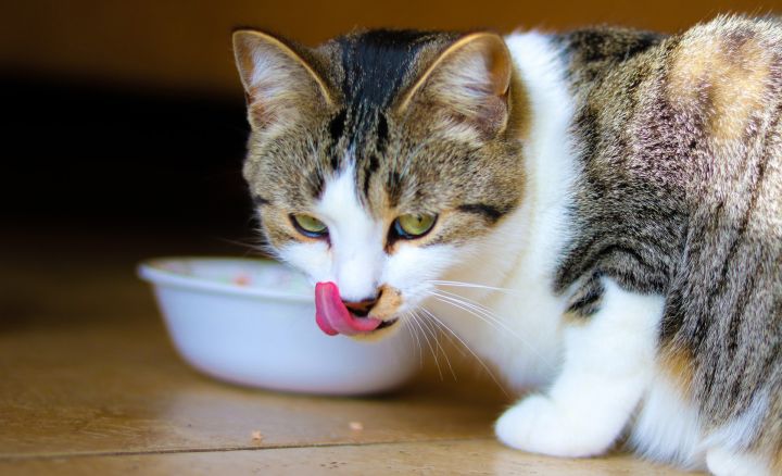 9 признаков того, что кошке не подходит корм