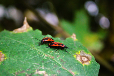 Прогноз погоды в Воронеже на вторник, 4 октября