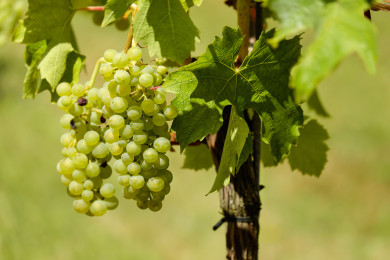 В Воронежской области будут производить вино в промышленных масштабах