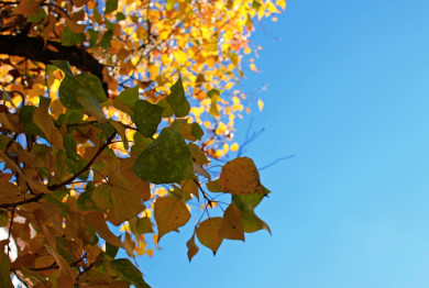 Прогноз погоды в Воронеже на воскресенье, 9 октября