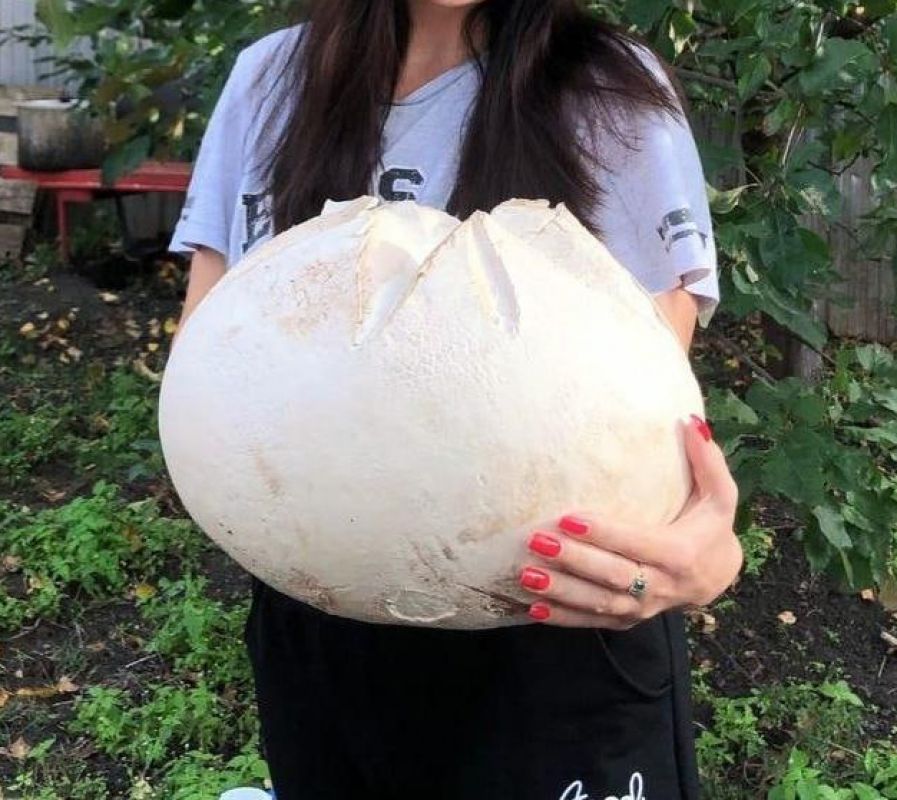 Гигантский гриб нашли в Воронежской области