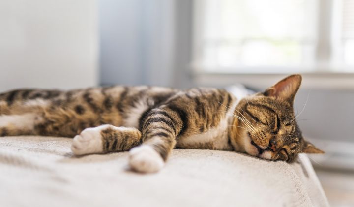 Почему котик во сне дергает лапами? 