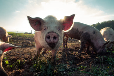 В Воронежской области свиней почти столько же, сколько людей