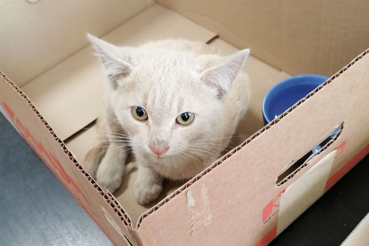 Котёнок, чудом выживший под&nbsp;капотом автомобиля, ищет хозяина