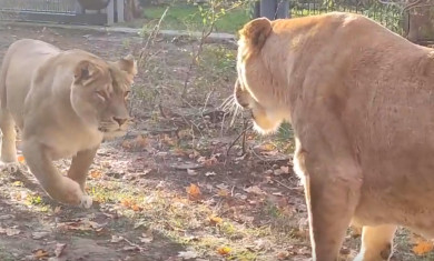 Усталый лев из Воронежского зоопарка отверг страстную львицу