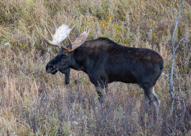 В воронежском райцентре сняли на видео бегущего около домов лося