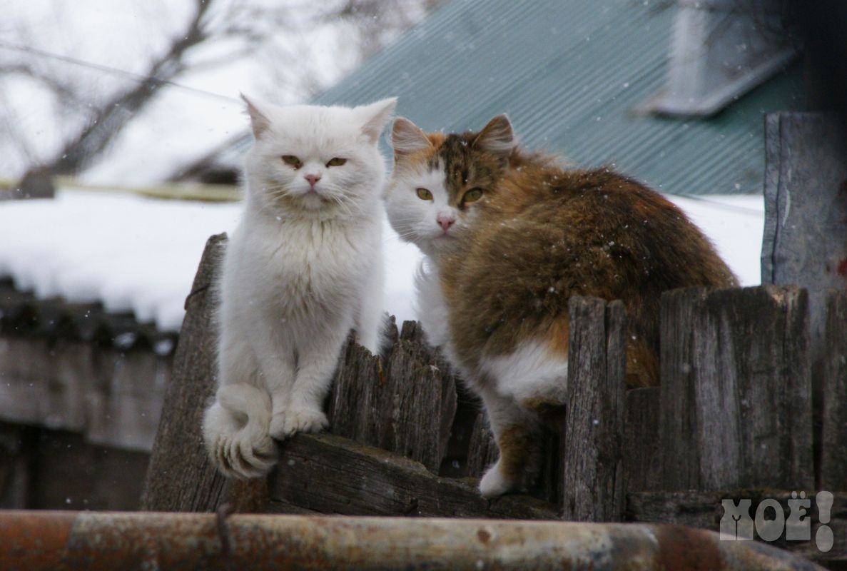 Животных бесплатно вакцинируют от бешенства в Воронеже