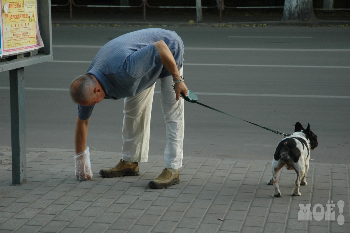 Требования к содержанию и выгулу домашних животных ужесточат в Воронеже