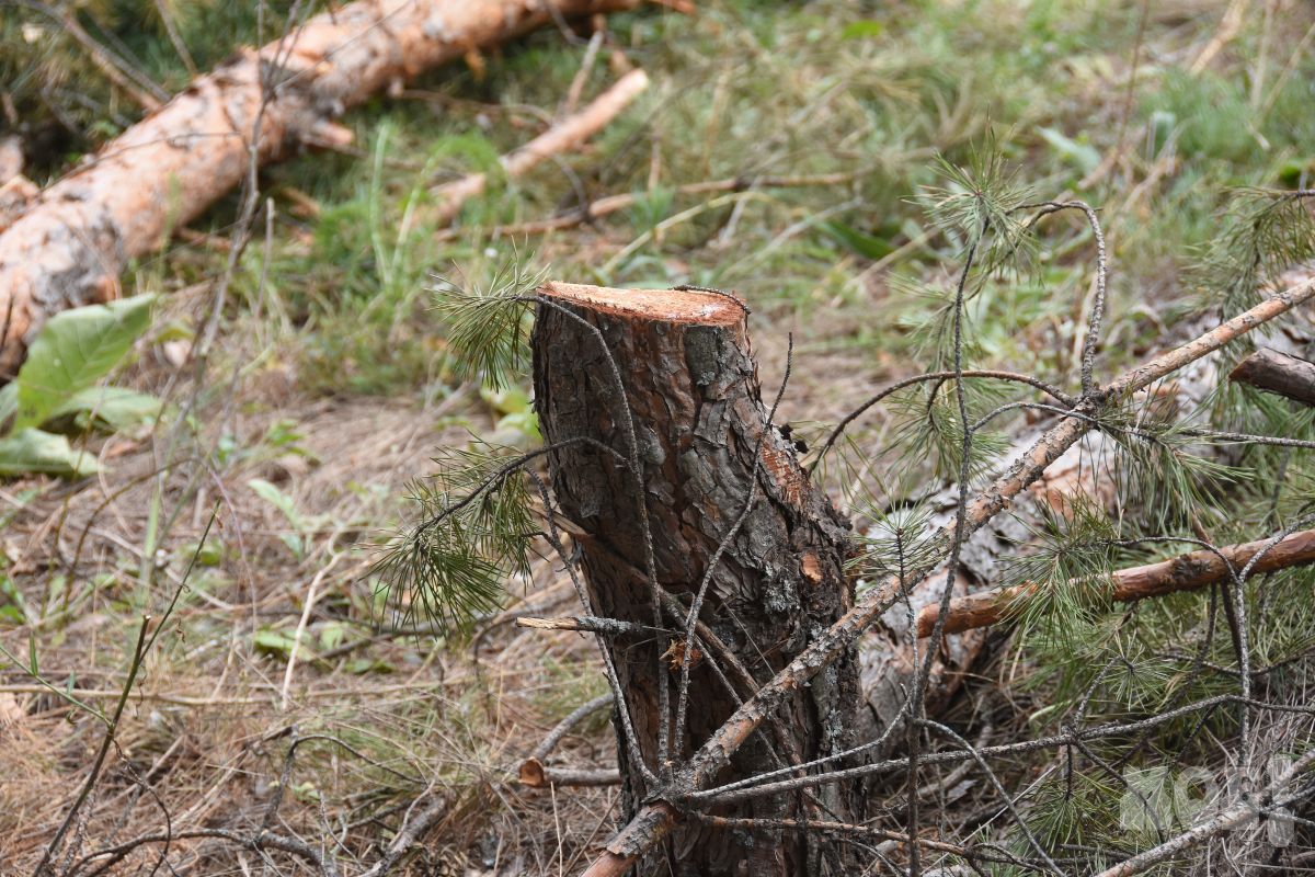 Воронежцы стали чаще рубить деревья для отопления и приготовления еды