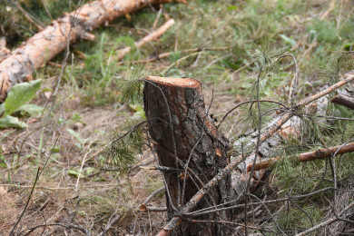 Воронежцы стали чаще рубить деревья для отопления и приготовления еды