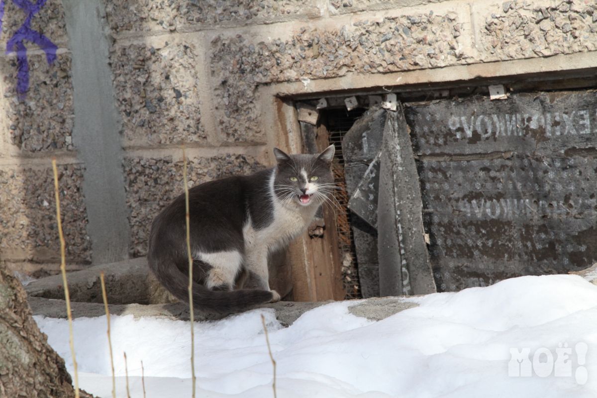 24 человека пострадали от бешеных животных за год в Воронежской области