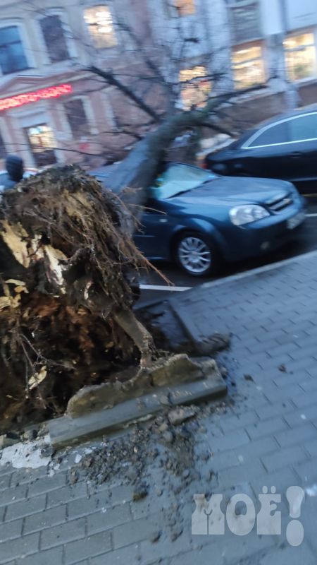 Дерево рухнуло на автомобили на платной парковке в центре Воронежа и перекрыло движение&nbsp;