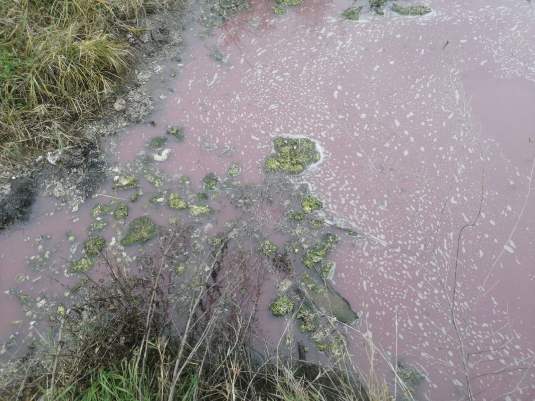 Экологи нашли опасные отходы в розовом водоёме около воронежского села