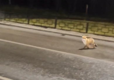 «Лисичку-красавицу» заметили посреди дороги в микрорайоне Воронежа