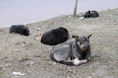 «Собаки нас терроризируют»: жители коттеджного посёлка под Воронежем страдают от агрессивных животных