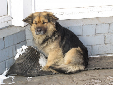 Власти не признают агрессивными собак, которые терроризируют жителей посёлка под Воронежем
