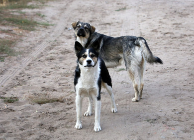 Воронежанка отсудила почти 70 тысяч рублей у хозяина собак, которые на неё напали