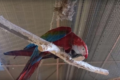 Воронежцы смогут пообщаться с говорящим попугаем ара