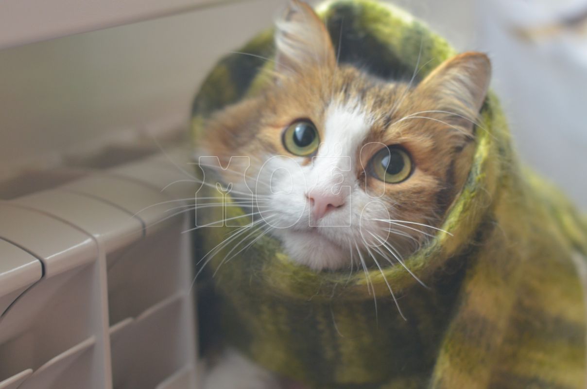 Квартира в&nbsp;воронежском доме остыла до&nbsp;+14 градусов в&nbsp;аномальные морозы