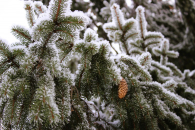 Прогноз погоды в Воронеже на воскресенье, 11 декабря