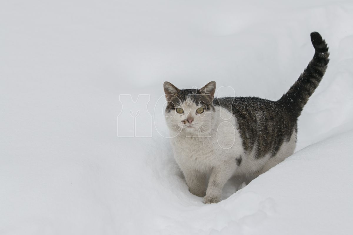 Метель обрушится на Воронежскую область