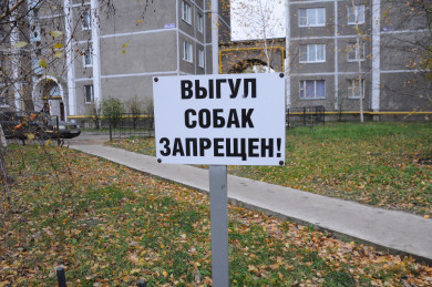 Нельзя в магазины и больницы: в Воронеже ужесточили требования к выгулу домашних животных