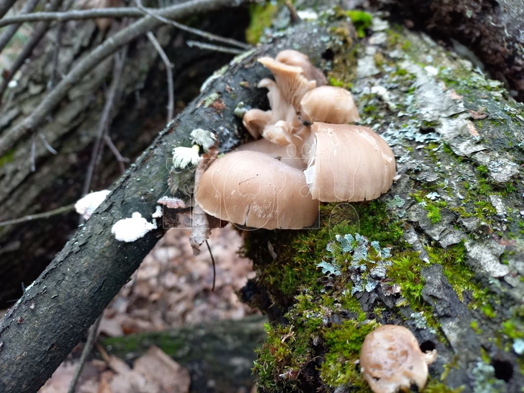 «Новогодние» грибы выросли в&nbsp;воронежском лесу в&nbsp;январе