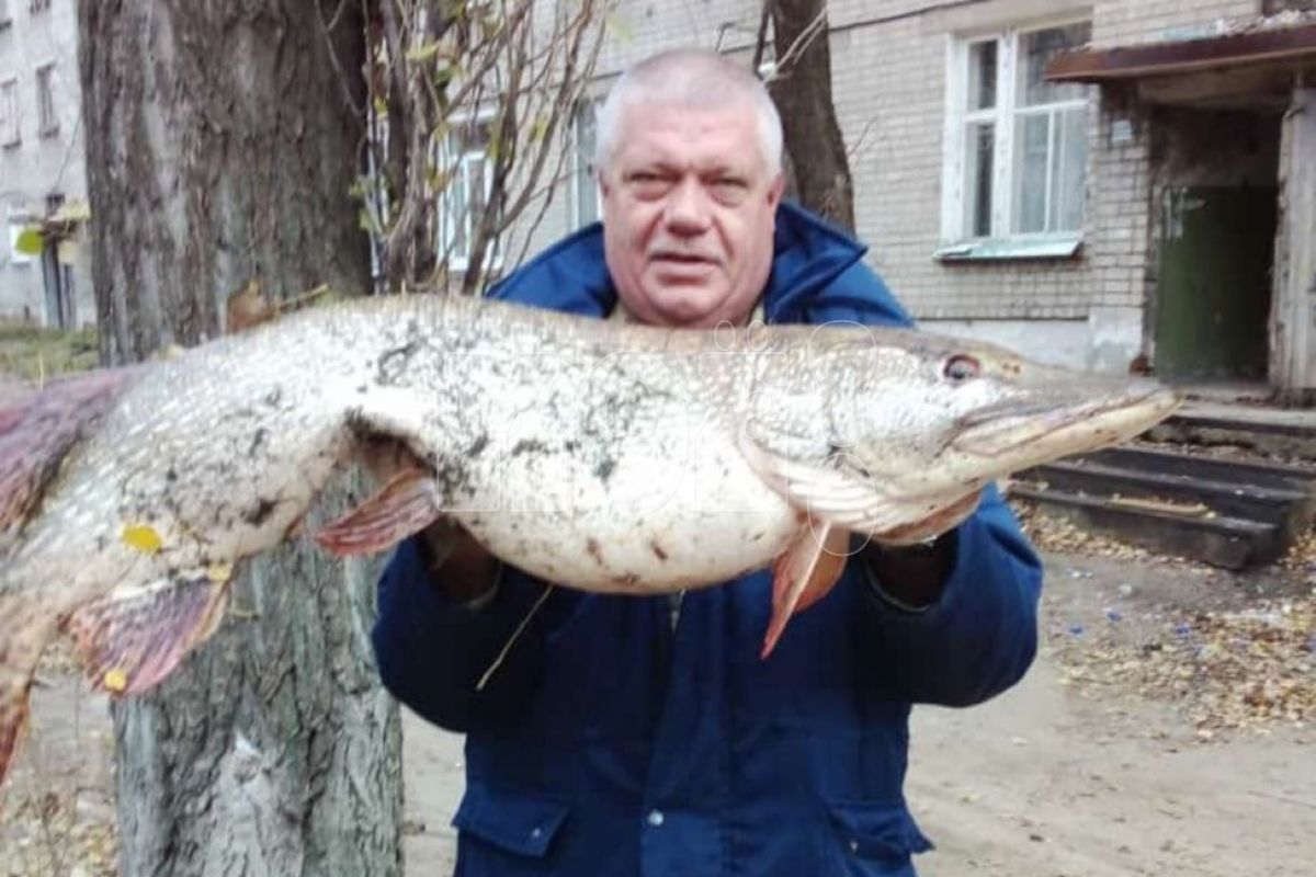 <p>Сергей Власов с почти 15-килограммовой щукой</p>