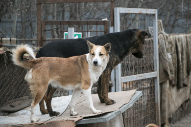 «Кадеты постоянно приходят оттуда с укусами»