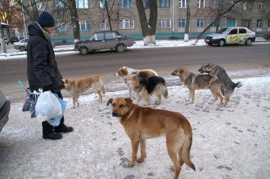 Нападениями бездомных собак в Советском районе заинтересовались следователи