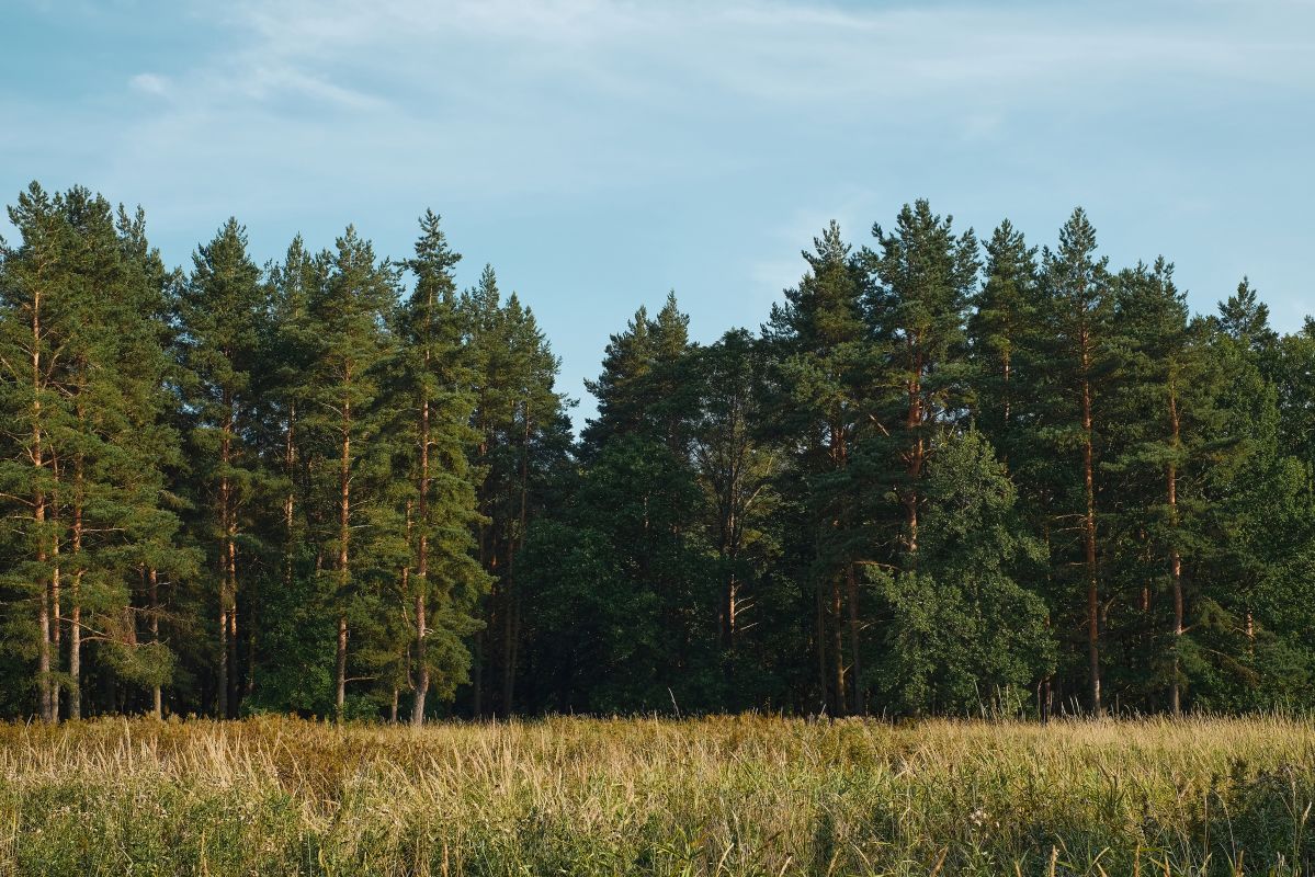 Браконьер спилил деревьев на 2,5 млн рублей в воронежском селе&nbsp;