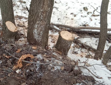Почти три десятка деревьев вырубили на территории памятника природы в Воронеже
