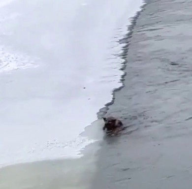Едва не погибшую в ледяной воде собаку спасли из реки Воронеж