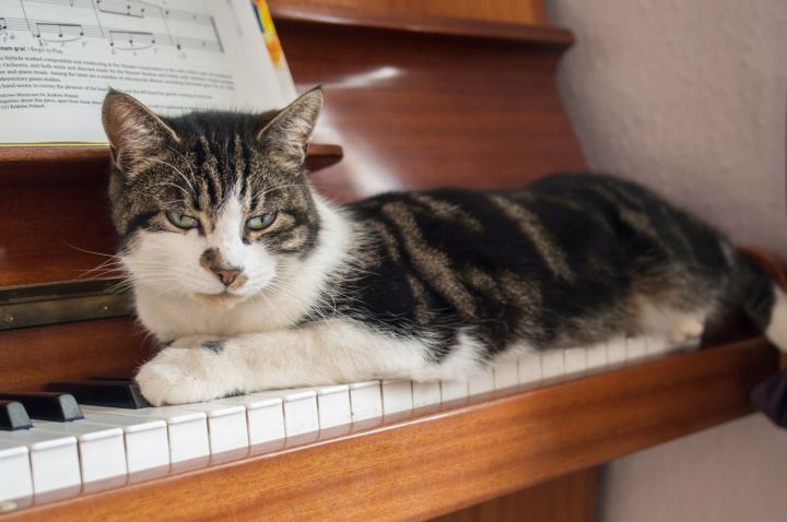 Рок или классика: кошки и собаки тоже любят музыку 