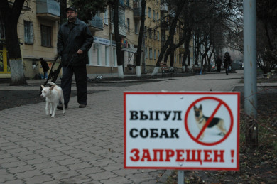 «День начинается с дерьма». Воронежцы пожаловались на заваленный собачьими фекалиями двор школы