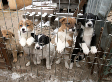 Приют «Дора» отказался от идеи переезда в совхоз «Воронежский»