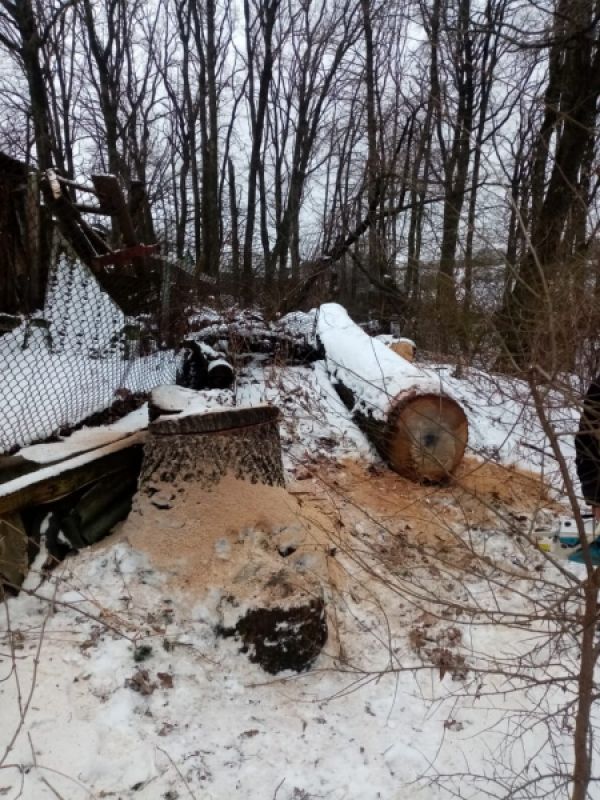 Мужчина причинил ущерб на 600 тысяч рублей, спилив дуб в Воронежской области