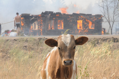 Воронежец поджёг свой дом ради страховой выплаты